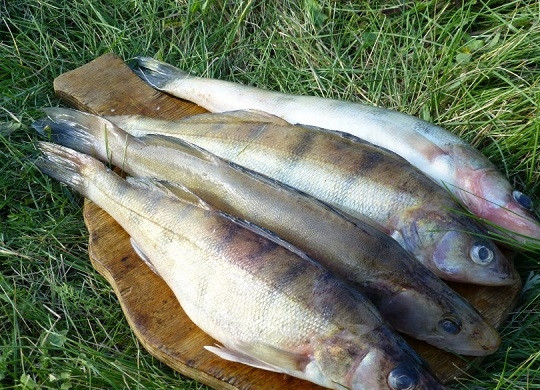 1. Этап. Уха в казане: 2. Рыбку вымойте и очистите от чешуи (можно нарезать её кусочками при желании). Подсолите и отложите на время в сторону.