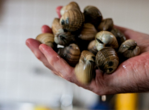 1. Этап. Спагетти с морскими мидиями: Помойте моллюсков в соленой воде. Думая, что они в море, раковины начнут открываться и закрываться. Так они освободятся от песка.
