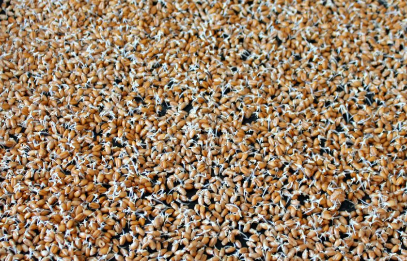 1. Этап. Салат с ростками пшеницы: Через 36-48 часов пшеница прорастет. В таком виде ее можно добавлять в салаты, десерты и выпечку.