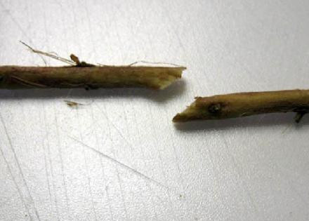 1. Этап. Бекон с острым соусом: Снимаем кору с палочек и нарезаем их на ровные части для того, чтобы использовать как шампуры.