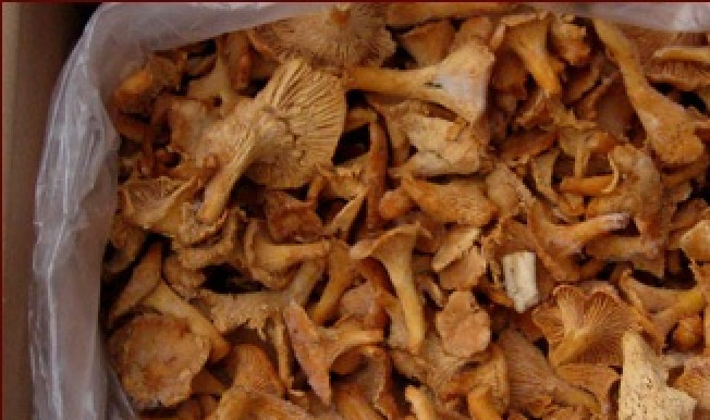 1. Этап. Суп из лисичек замороженных: 1. Для этого супа можно использовать как замороженные, так и свежие грибы. Я лично люблю свежие, но в зимнее время так хочется первого блюда из лесных грибов. Берем лисички и отвариваем их около часа.