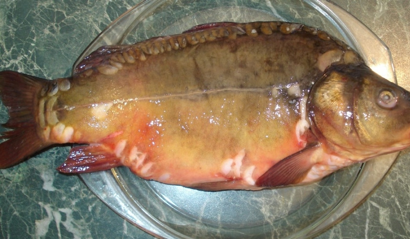 1. Этап. Карп в духовке в фольге: Рыбу хорошо промойте, выпотрошите, уберите жабры.