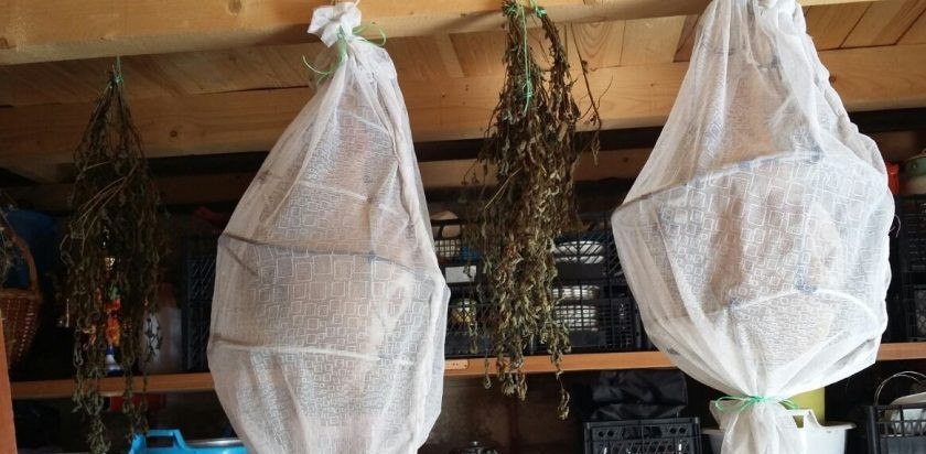 1. Этап. Окорок сыровяленный: Спустя две недели счистите лишнюю соль со свинины и подвесьте мясо в проветриваемое место. Обмотайте его марлей, чтобы не привлекать насекомых.