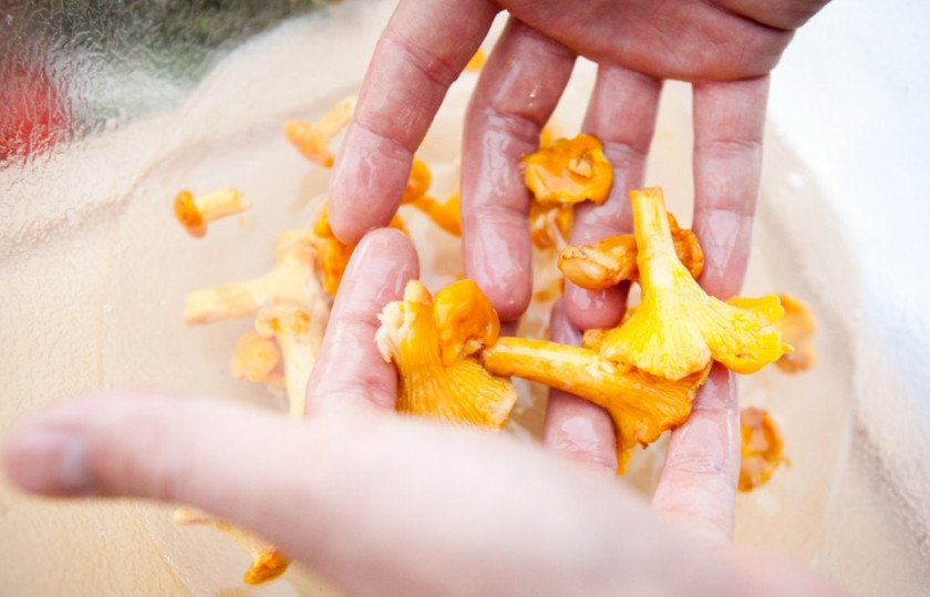 1. Этап. Салат с моцареллой и руколой: Лисички промойте в воде, чтобы не осталось земли и песка, обрежьте кончики. Рекомендую во время мойки грибов не держать их долго в воде, так как они быстро впитывают воду. Это нужно для того, чтобы грибы во время жарки не дали много сока.