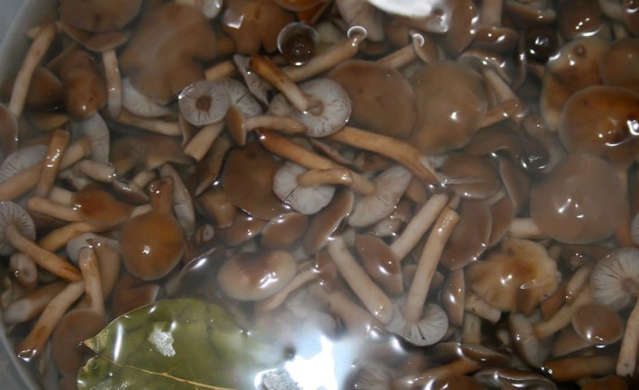 1. Этап. Маринованные опята с корицей: В чистую кастрюлю наливаем литр горячей воды, добавляем специи, соль и сахар, ставим кастрюлю на огонь. Доводим жидкость до кипения и выкладываем грибы. Когда вода закипит во второй раз, добавляем в нее уксусную эссенцию и варим все 3-5 минут.