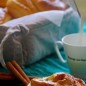 Шведские коричные булочки Дрожжи развести в 3 ст. л. тёплого молочка (не выше 40 градусов). Оставить на 10-15 минут, до образования шапочки. Влить оставшееся тёплое молоко, растопленное сливочное масло (не очень горячее, дайте ему минутку) и сахар. Половину яйца взболтать, половину сохранить для смазывания. Добавить яйцо и просеять муку, добавить соль и специи. Вымесить тесто хорошенько ( я делаю это руками примерно 10 минут). Оставить на 40 минут. Присыпать рабочую поверхность мукой. Тесто раскатать в прямоугольный пласт толщиной примерно пол сантиметра. Растопить масло с сахаром, добавить корицу. Смазать смесью тесто и скатать в рулет. Разрезать на части толщиной около 4 сантиметров и оставить на еще одну расстойку на часик:) Смазать яйцом и выпекать в разогретой до 230 градусов духовке около 10 минут