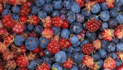 1. Этап. Витаминный напиток Великолепная клюква: 1. Для того, чтобы получить великолепный напиток за 5 минут, не забудьте предварительно заморозить необходимые компоненты. Прежде всего, заморозьте смесь лесных ягод (малины, черники, ежевики, клубники).