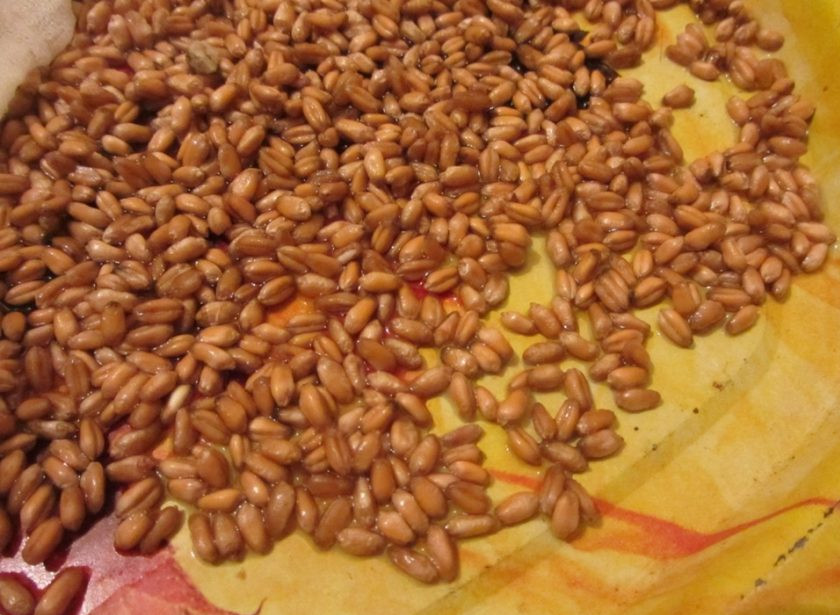 1. Этап. Пшеница: Пшеницу промойте чистой водой и переберите.