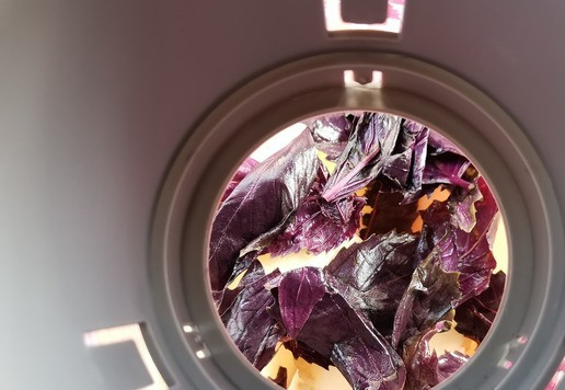 1. Этап. Базиликовый чай с яблоком: Под проточной водой промыть базилик, оборвать листочки и опустить в чайник.