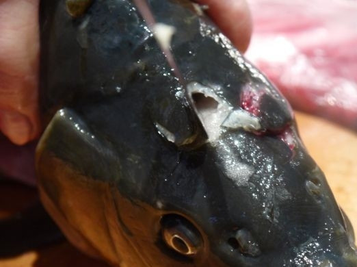 1. Этап. Уха из головы сазана: Теперь рыба: мы отрезаем голову сазана, тщательно моем и делаем в ней надрез сверху, чуть повыше глаз. При желании вы можете добавить в уху хвост и мякоть рыбы.