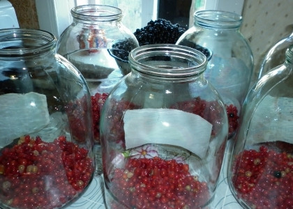 1. Этап. Вино из смородины: В 3-литровые банки положить по 2 стакана смородины.