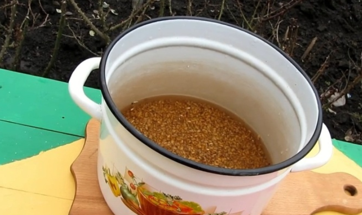 1. Этап. Брага на пшенице без дрожжей: Заливаем пшеницу сахарным раствором (предварительно смешать 1 литр воды и 200 граммов сахара). Раствор должен покрывать пшеницу на 2-3 см.