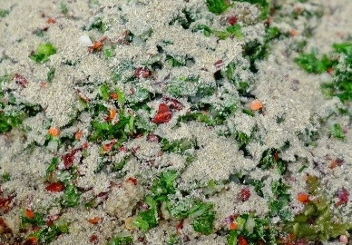 1. Этап. Пхали из зеленой фасоли: Добавим измельченный чеснок, уксус и все остальные специи. Перемешаем до однородности.