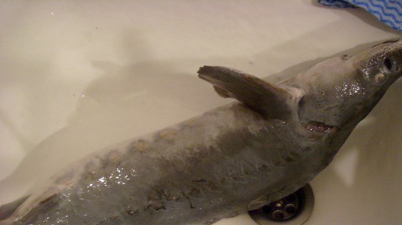 1. Этап. Стерлядь в фольге в духовке: Рыбу промойте и выпотрошите.