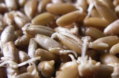 1. Этап. Щи московские: Через день-полтора начнут появляться первые ростки.