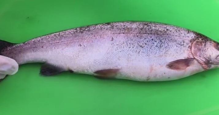 1. Этап. Форель на мангале в лимонно-чесночном маринаде: 1. Форель необходимо почистить, удалите у неё жабры и внутренности.