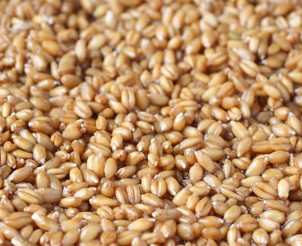 1. Этап. Кутья с изюмом: Зерна пшеницы залейте водой и дайте им настояться несколько часов. Затем воду слейте и промойте пшеницу проточной водой.