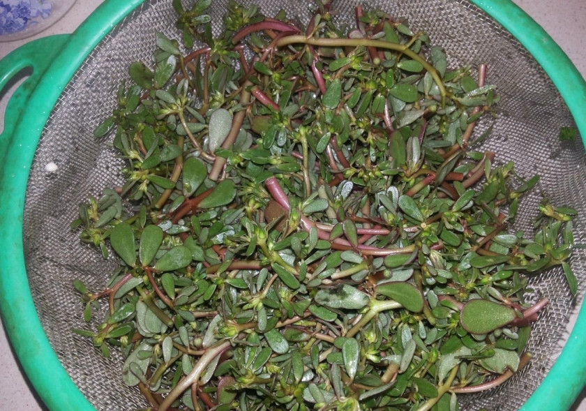 1. Этап. Салат из портулака: 1. Портулак откидываю на дуршлаг и тщательно промываю под струей холодной воды от земли, затем срезаю семенные коробочки, нарезаю на кусочки длиной около 6 сантиметров.