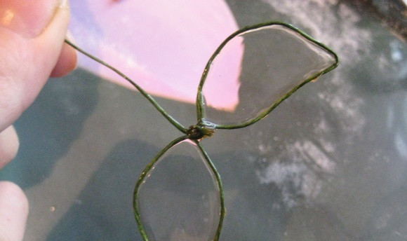 1. Этап. Торт Феи: 25. При желании крылья можно дополнительно украсить блеском.