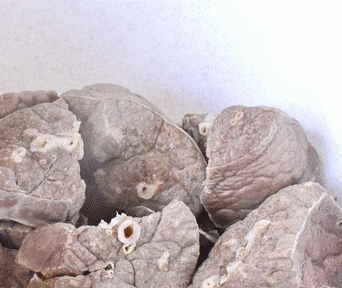 1. Этап. Вареники с ливером: 2. Варятся субпродукты не более получаса в подсоленной воде. После этого вытаскиваем мясо и даем ему остыть.