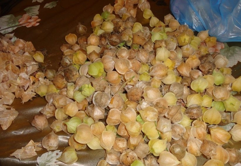 1. Этап. Заготовки из физалиса: 1. Физалис многие считают декоративным растением, но это не так. Он бывает нескольких видов, в том числе овощной. Я же решила сделать заготовки из физалиса в виде варенья и взяла для этого физалис ягодный.