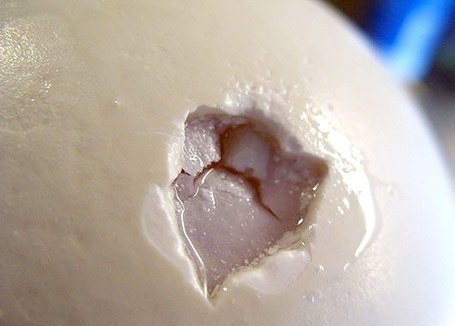 1. Этап. Яичница из страусиного яйца: Так как разбить само яйцо очень трудно, скорлупа, как камень. Советую проделать дырочку, тонким ножом разорвать желток.