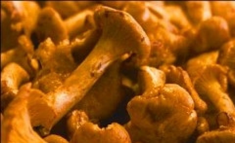 1. Этап. Лисички в духовке: Грибы помыть, порезать и обжаривать на сковороде в 2х ст. ложках масла до тех пор пока вся жидкость не испарится.