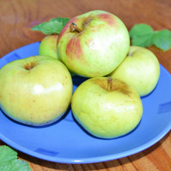 Моченые яблоки с ржаной мукой