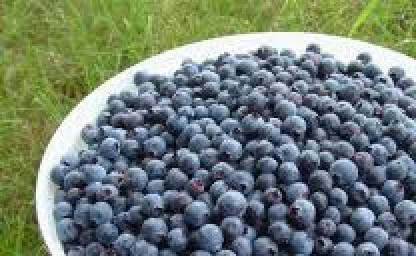 1. Этап. Варенье из черники в микроволновке: 1. Чернику перебираем и моем.