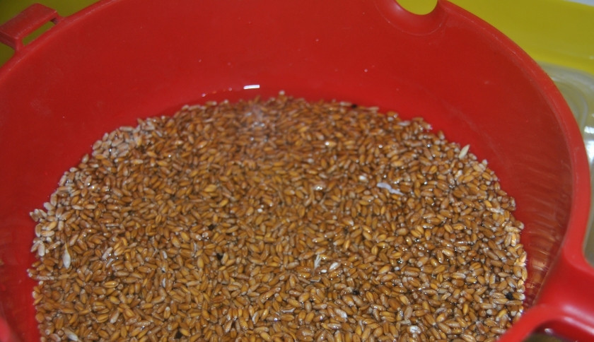 1. Этап. Самогон на пшенице: 1. Заливаем зерно чуть теплой водой, чтобы она его покрывала. Настаиваем где-то две недели в теплом месте, чтобы появились ростки и чтобы они успели вырасти на 1-2 см.