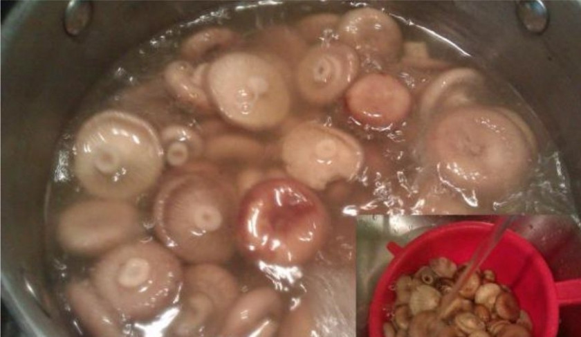 1. Этап. Волнушки, жареные в сметанном соусе: 2. Во время варки советую помешивать грибы и снимать пенку. После чего откинуть их на дуршлаг и дать воде стечь.