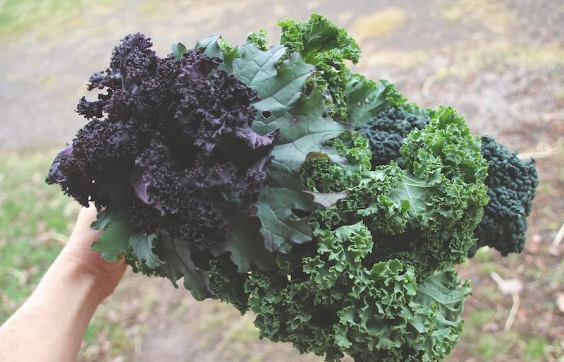 1. Этап. Салат Праздник: Самое важное — выбрать свежайшую капусту кале. Именно она задаст весь тон нашему красивому полезному салату.