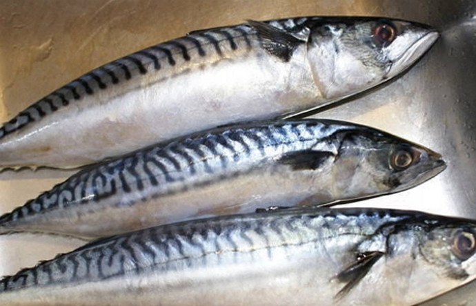 1. Этап. Скумбрия копченая: Для начала вам понадобится сама скумбрия ну и конечно коптильня холодного копчения. Разморозьте рыбу.