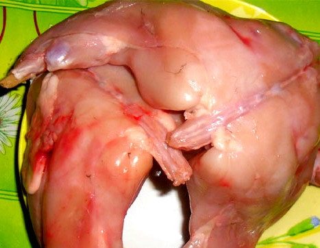 1. Этап. Кролик в аэрогриле: Если вы взяли целого кролика, нужно его разрезать пополам. Я купила уже разделанную тушку. У меня под рукой 2 подготовленные задние части кролика.