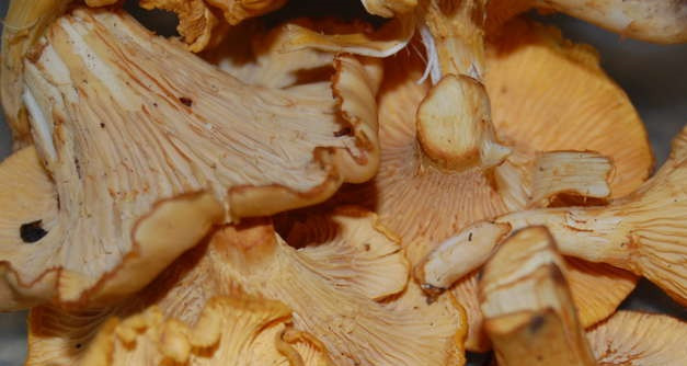 1. Этап. Маринованные лисички с чесноком: Лисички нужно тщательно перебрать и промыть.