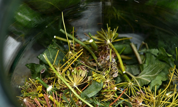 1. Этап. Засолка огурцов корнишонов: Перед засолкой огурцы следует промыть, а затем залить холодной водой на 4 часа. Зелень нарезаем, перемешиваем и раскладываем по чистым банкам.