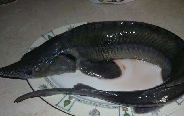 1. Этап. Фаршированный осетр: Далее обрабатываем осетра. В начале хорошенько его промоем под проточной водой, затем от голоды разрежем брюшко и аккуратно очистим рыбу от потрохов. Еще раз хорошо промоем рыбу.