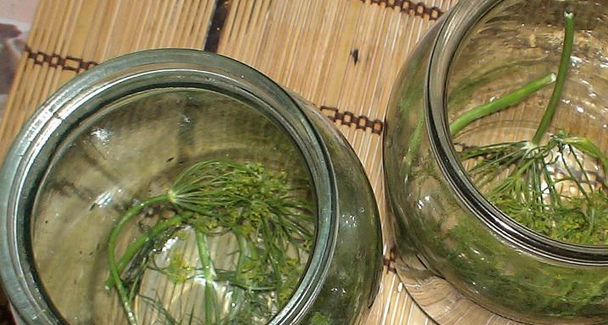 1. Этап. Закатка огурцов с лимонной кислотой: Банки стерилизуем. Раскладываем в них веточки промытого укропа.