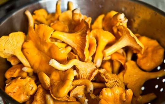 1. Этап. Картофель отварной с грибами: 2. Грибы как следует промойте под проточной водой и обсушите.