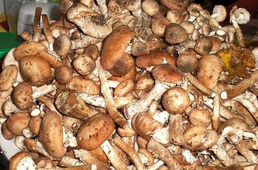 1. Этап. Маринованные опята с уксусом: Для начала нам, конечно, следует очистить грибочки от мусора, листьев и веточек, затем тщательно промываем опята под проточной водой несколько раз. Перекладываем грибы в кастрюлю, заливаем холодной, хорошо подсоленной водой и оставляем в ней на 8-12 часов.