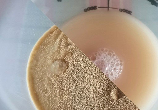 1. Этап. Формовой хлеб с сушёным луком: Дрожжи растворить в тёплой воде.