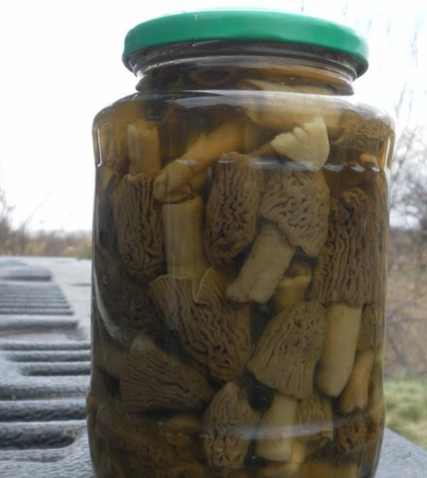 1. Этап. Сморчки маринованные: Грибы разложите по стерилизованным баночкам и закатайте. Храните в погребе. Приятного аппетита!