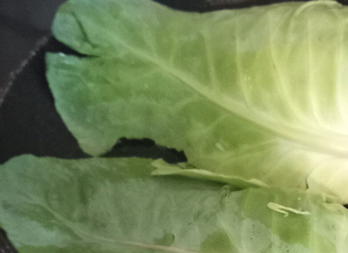 1. Этап. Капуста савойская с нутом и пармезаном: В казане разогреть половину оливкового масла. Выложить половинки савойской капусты серединой вниз и жарить под крышкой до частичного изменения цвета. Отложить в сторону.