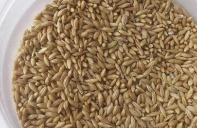 1. Этап. Щи московские: Первым делом приступим к приготовлению солода. Для этого зерна ржи и ячменя тщательно промываем и заливаем холодной водой на сутки.