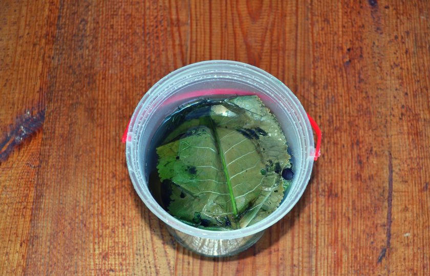 1. Этап. Малосольные огурцы в горячем рассоле: Через сутки можно снять первую пробу.