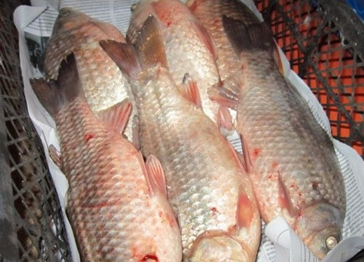 1. Этап. Карась горячего копчения: 2. Пока подготавливаете коптильню, рыбка обсохнет. При необходимости протрите ее бумажной салфеткой.